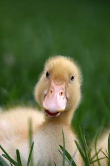 3_bi_areillesduck