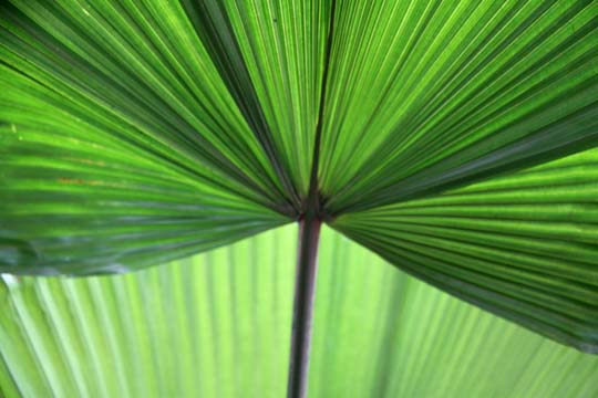 gr_Palm Frond H_147