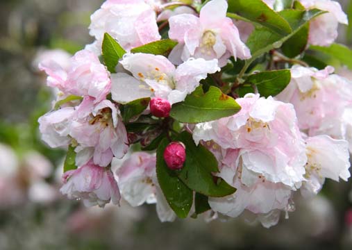 pin_Appleblossum_0016