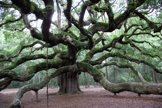 sc_Angel Oak Tree in South Carolina  123
