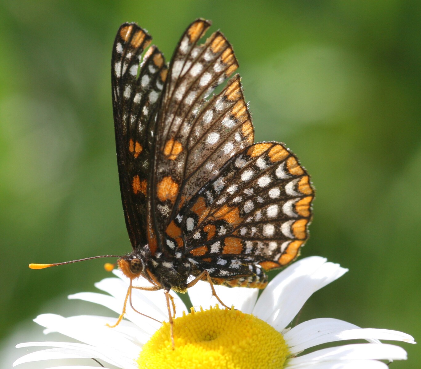 butterfly on a daisy