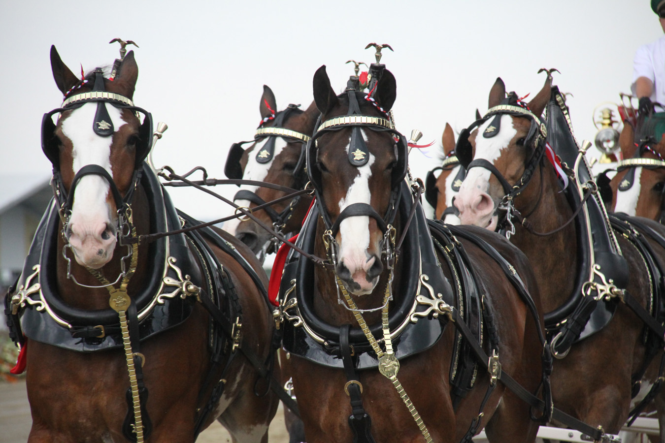 Budweiser horses