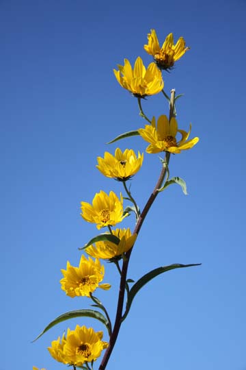 ye_Trailing Yellow_0560