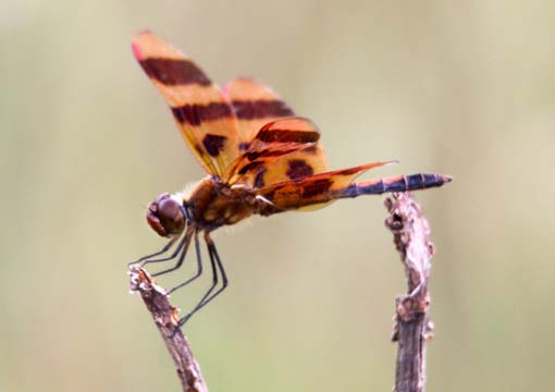 3_in_dragonfly_123
