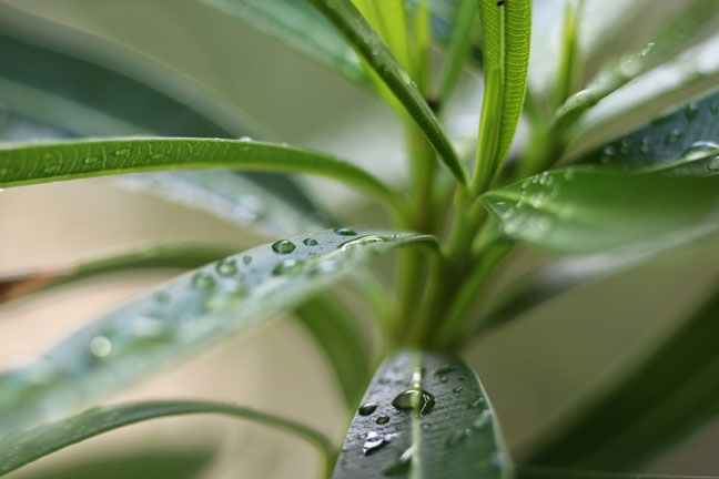 after the rain_009