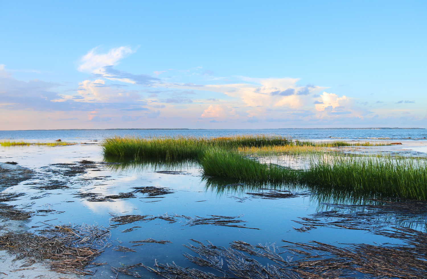 the marsh and oyster beds