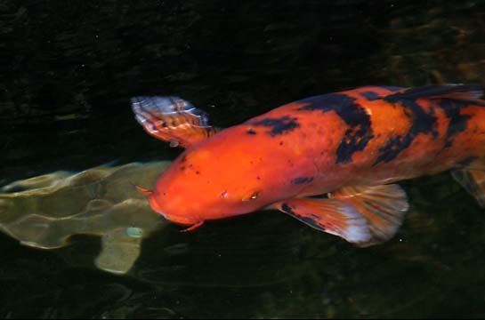 gardens goldfish