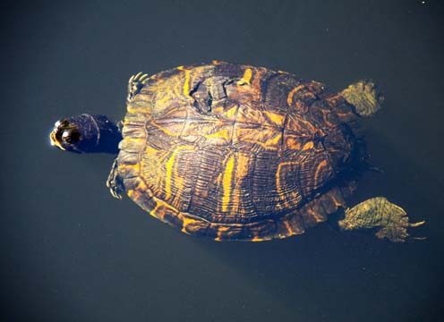rep_turtlle with broken shell_ 040