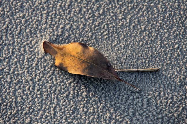 br_leaf in the sand