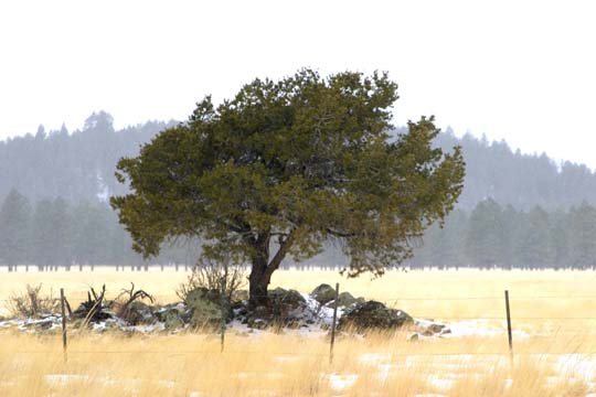 1_az_9037.