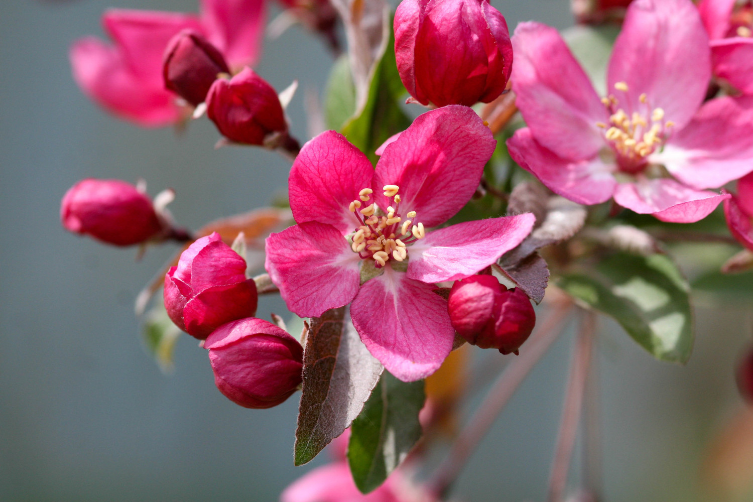 appleblossums