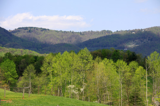 wv_spring hillside_023