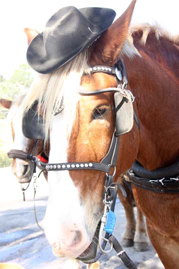 HO_HATTED HORSE