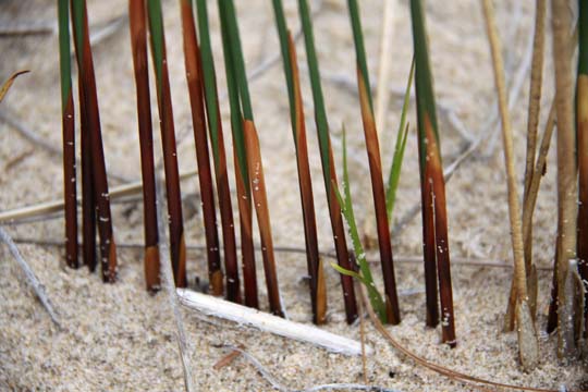 br_Beach Grass_0025
