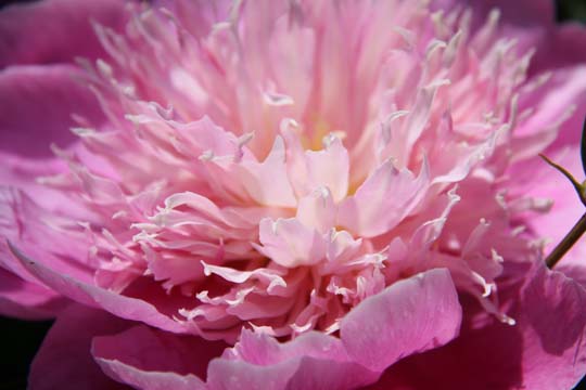 pin_Peonie_6431
