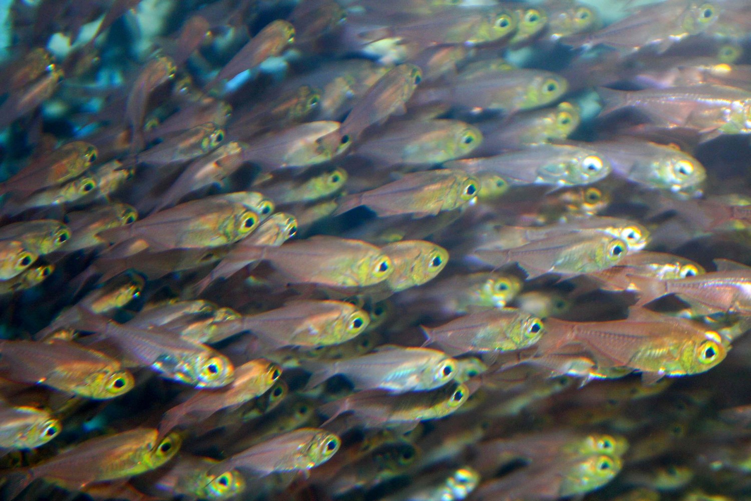 minnows