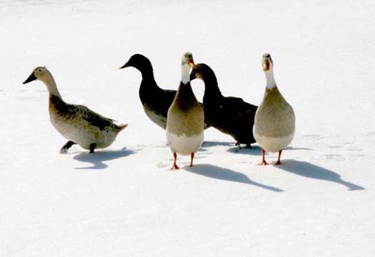 3_bi_5_ducks