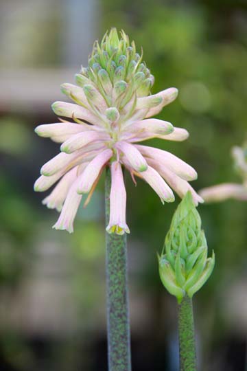 pin_half bloomed_033
