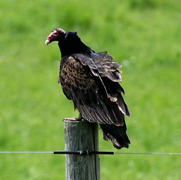3_bi_turkey vulture_6697