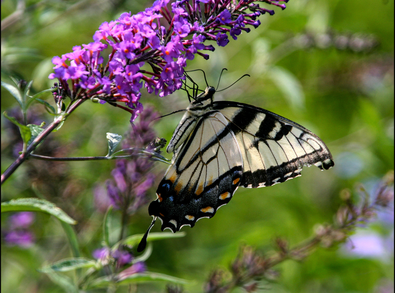butterfly on a buterfly bush