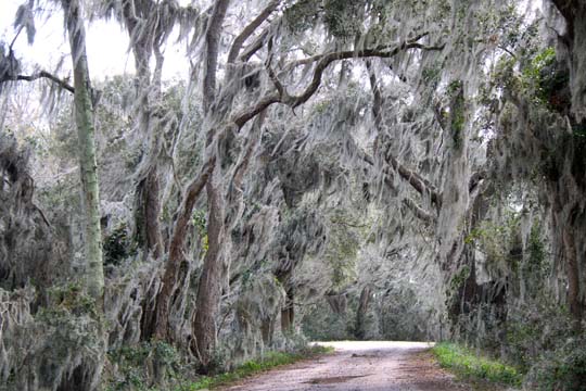 sc_fuzzy trees_065