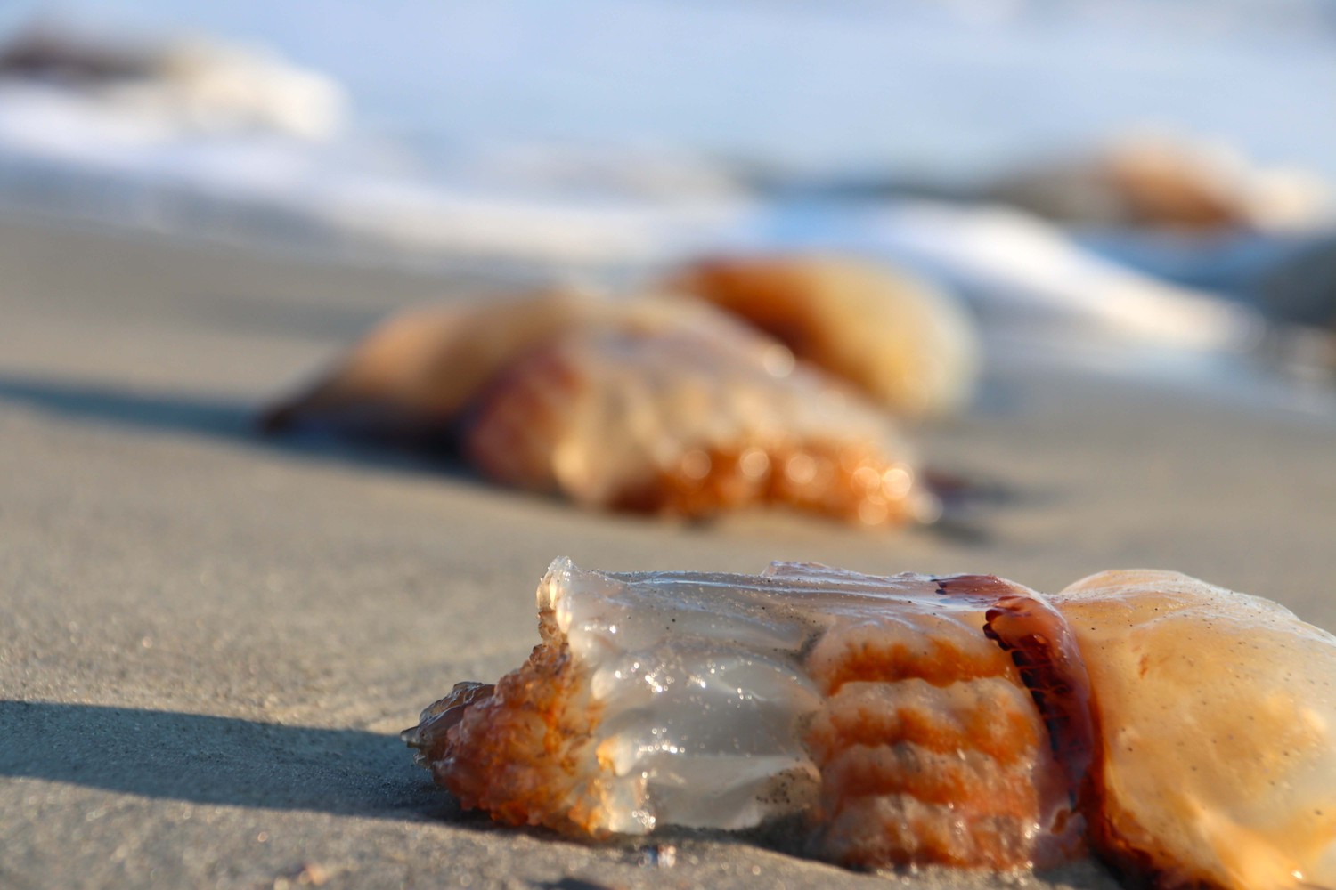 jelly blobs