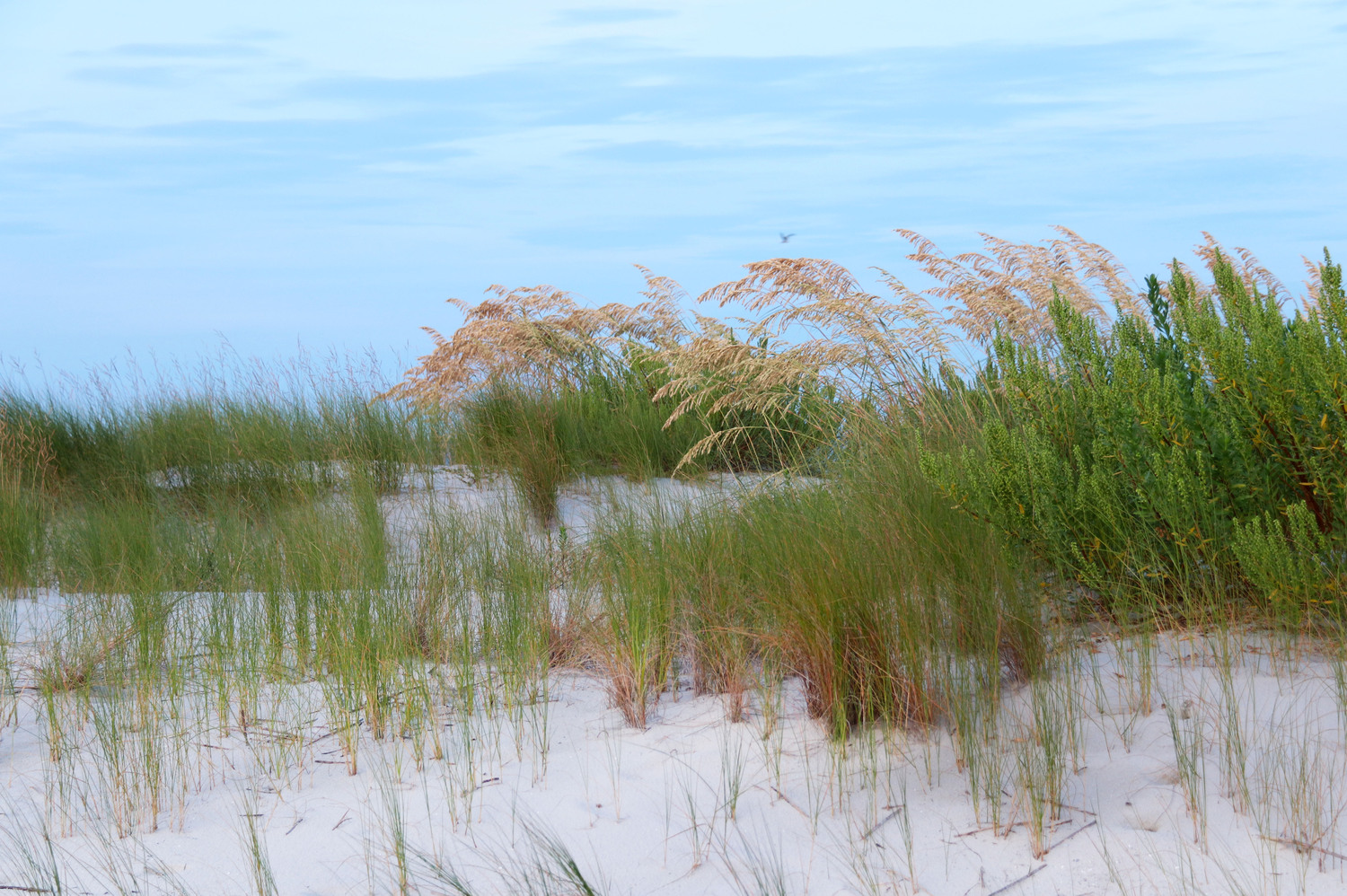 dunes in the morning