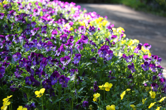 bpu_pansies_118