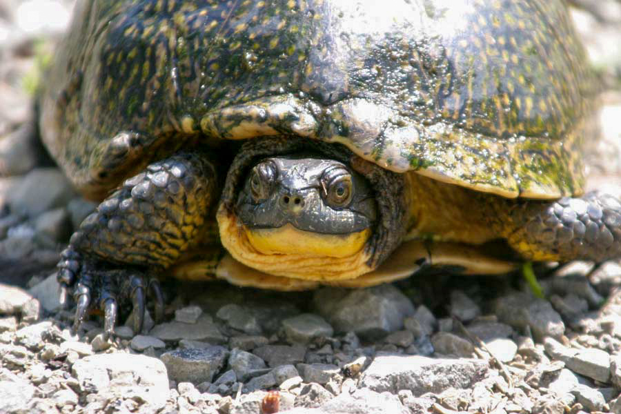 why did the turtle cross the road?