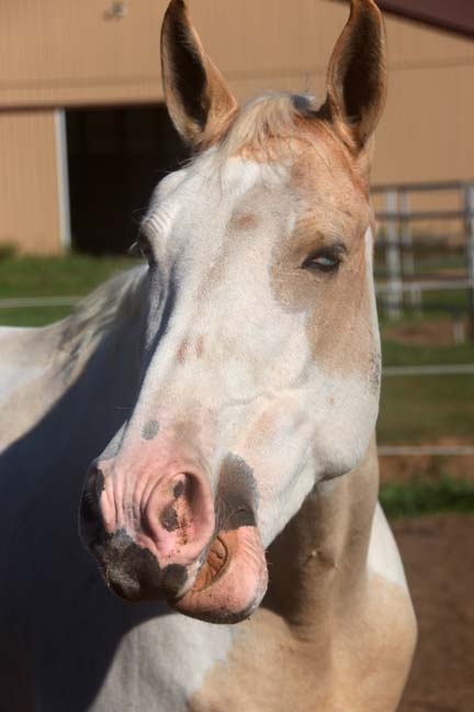 horse_056