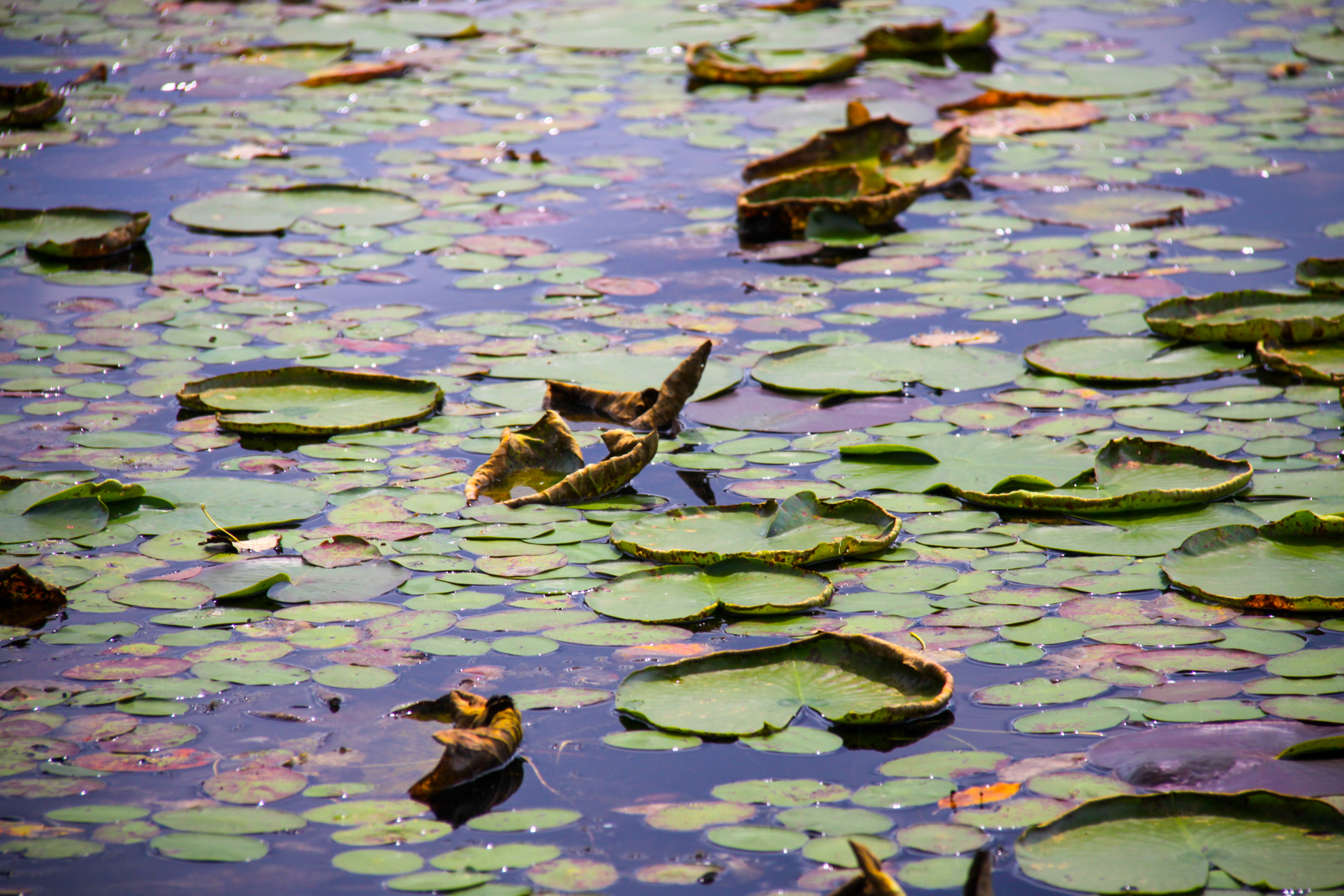 fall Lilypond