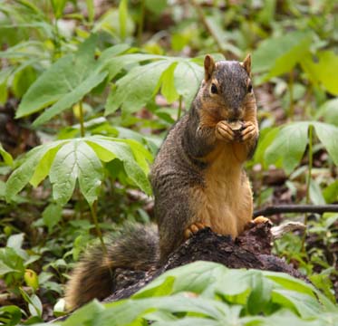 3_ro_squirrel_ 061