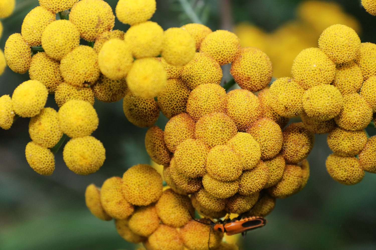 the bug and the balls