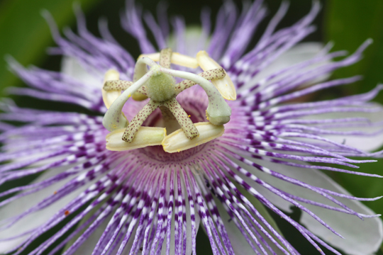 Plant life