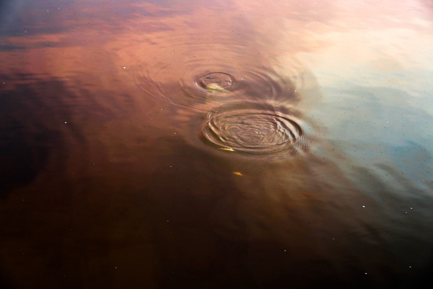 submerged manatee