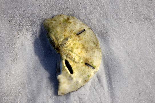 fl_sanddollar exposed_031