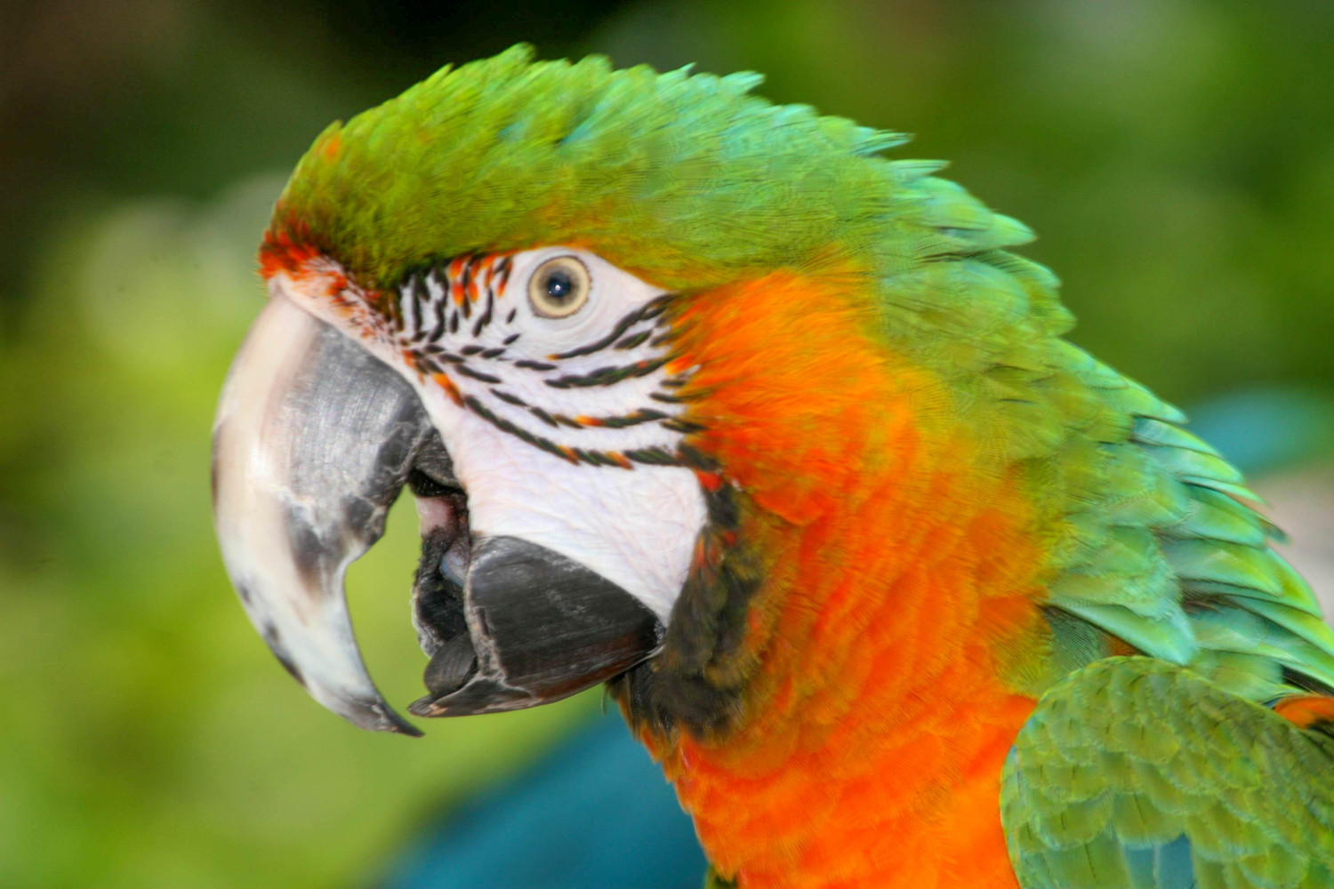 parrot