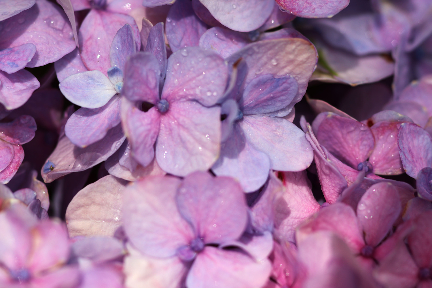 if petals were people