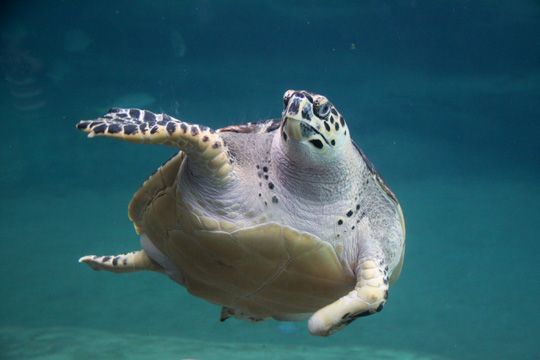 3_tu_sea turtle_206
