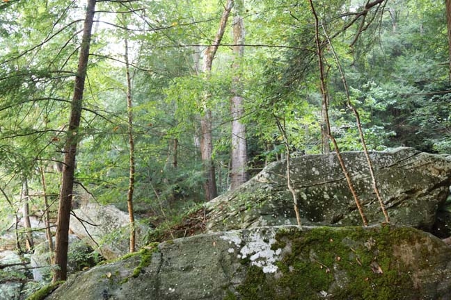ky_deep woods II_206
