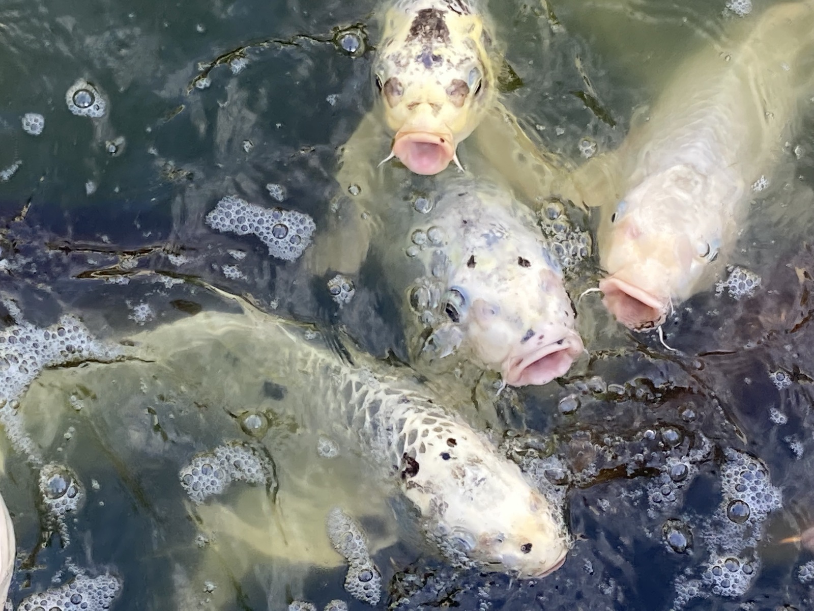 Koi 2