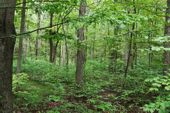 into the woods