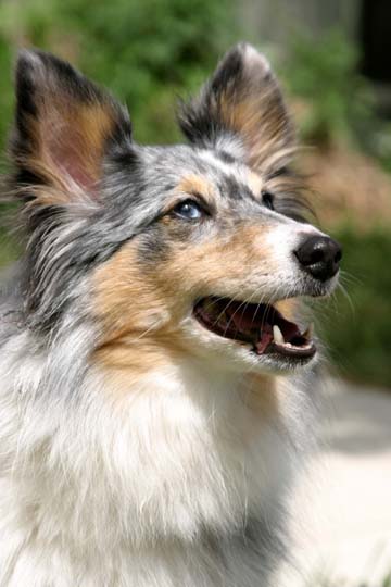 _do_Sheltie1743