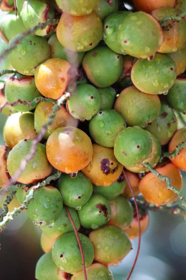 fall pods