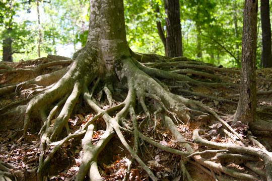 nc_Treeroots_ 173