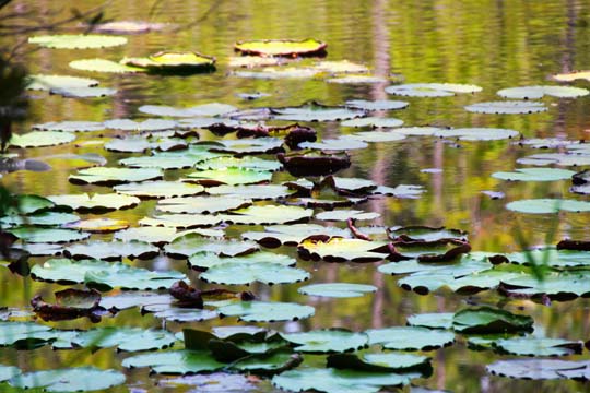 gr_lilypads_051