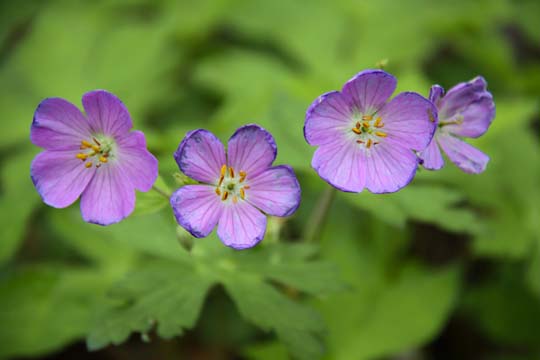 bpu_columbine_ 052