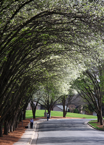 nc_Street in North Carolina 002