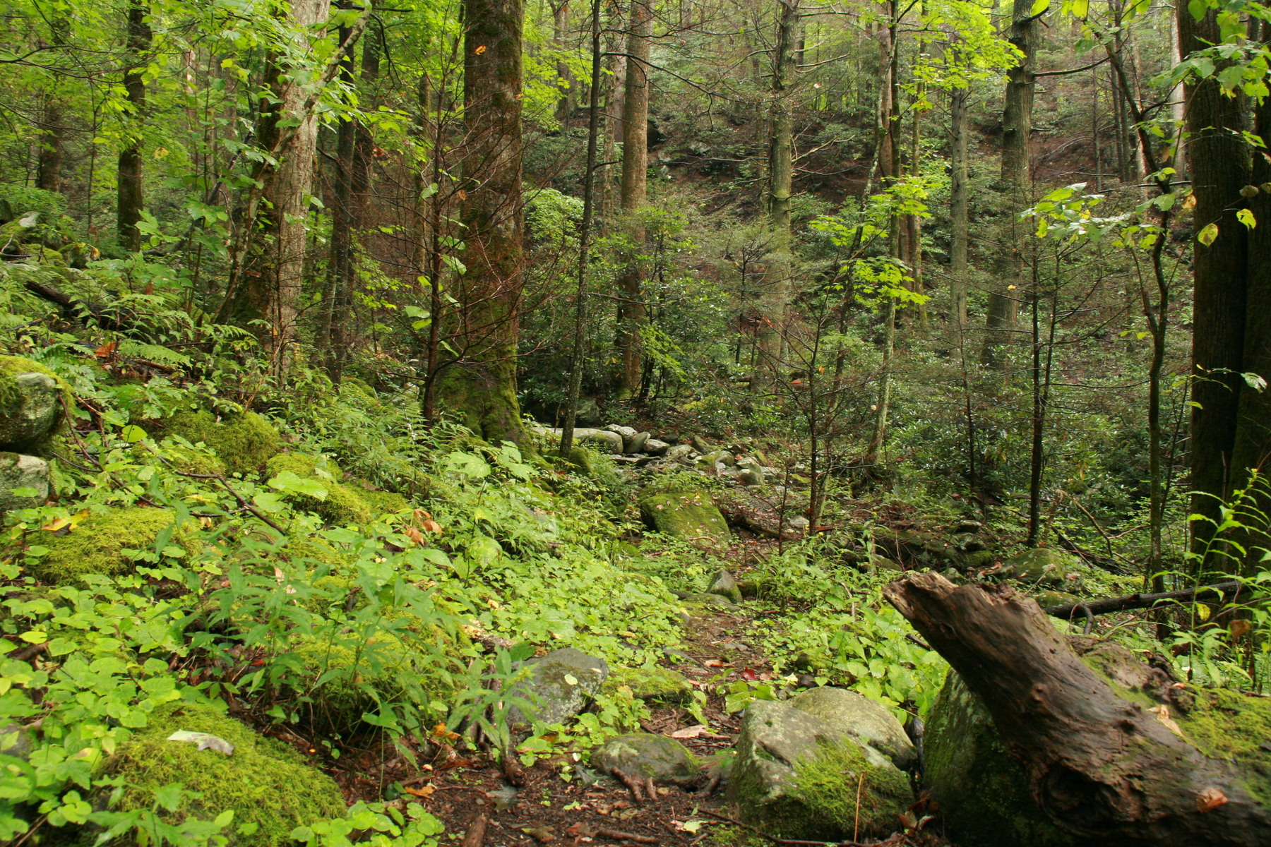 Stinchfield Woods, path
