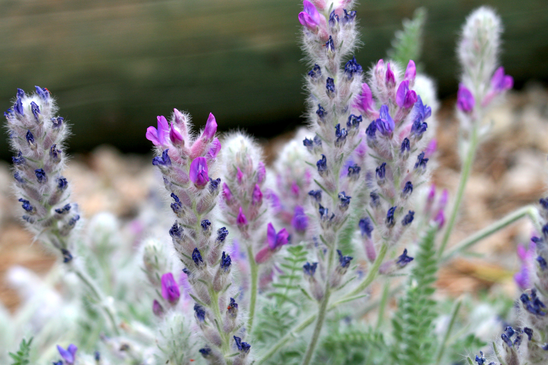 denver cliff flowers